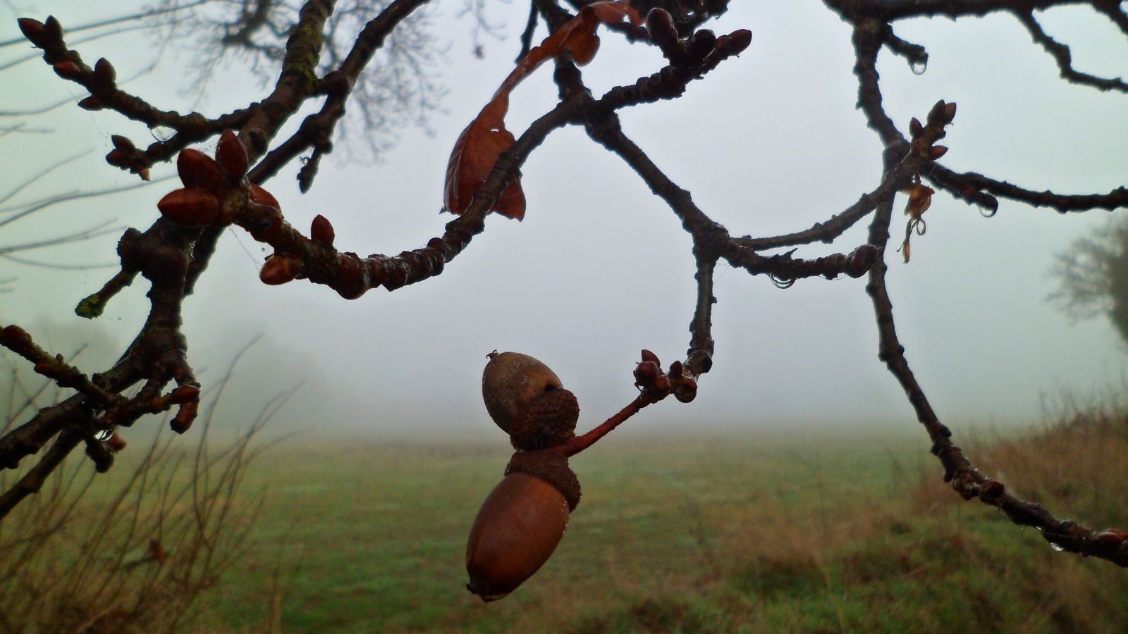 Oak Tree